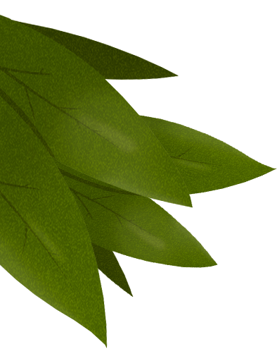 illustration feuilles